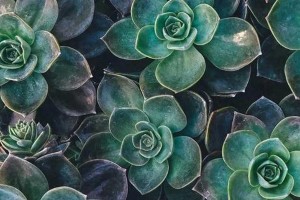 《蛮好的人生》大结局：薛晓舟小雅虐恋揭秘