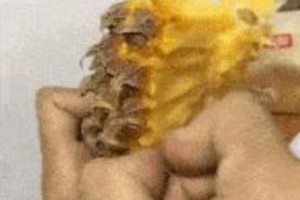 搞笑生活瞬间：徒手吃菠萝到河马刷牙